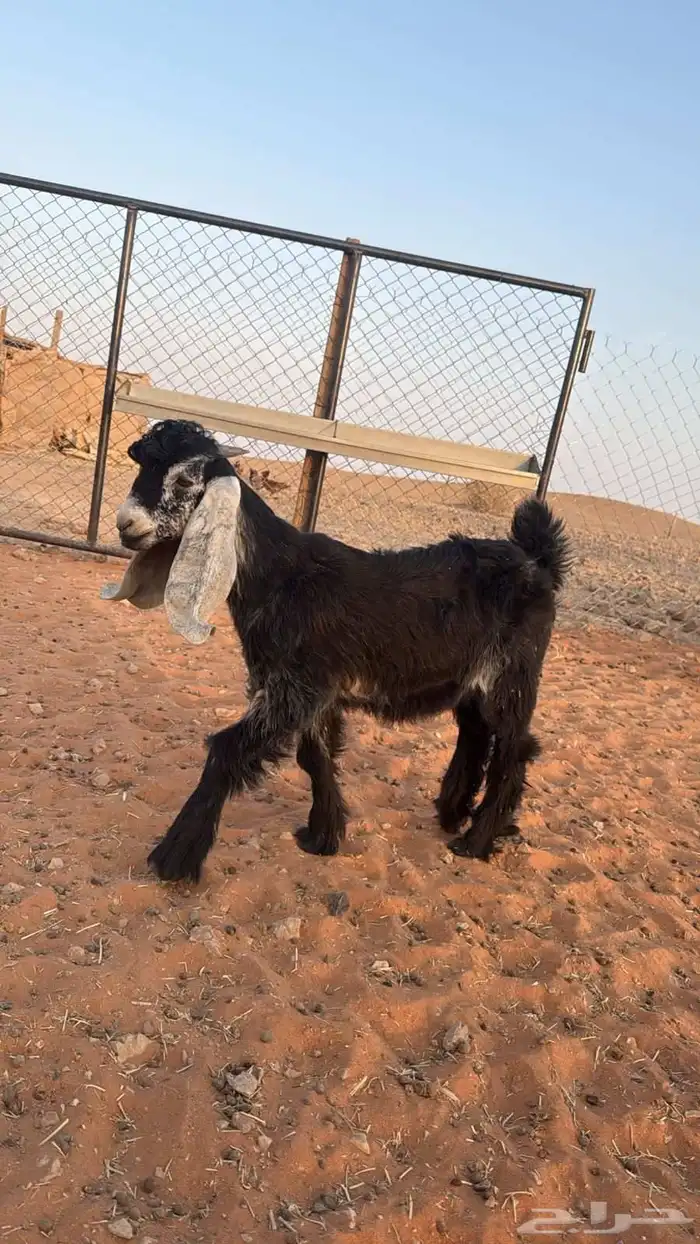 تيس عارضي مشروع فحل شق توم 2