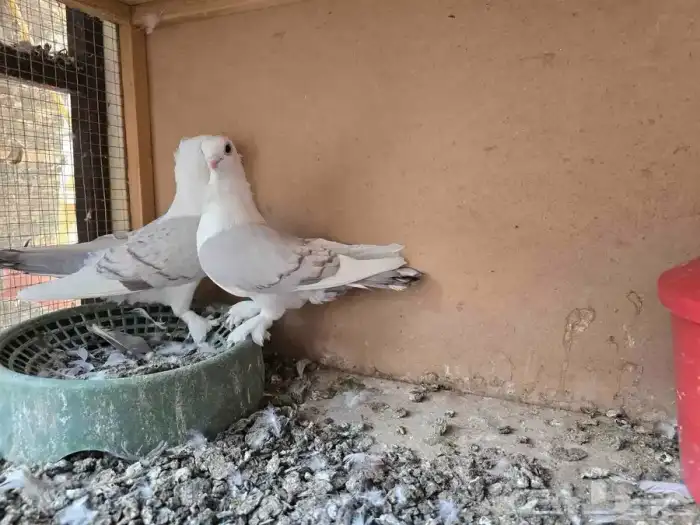 حمام حب رمان 0