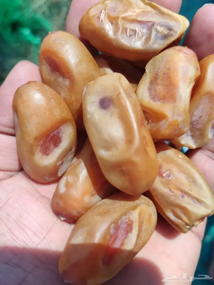 تمر للبيع اخلاص اشيقر حبه فاخر 0