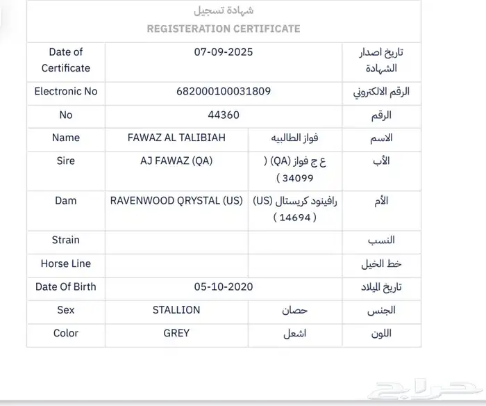 حصان واهو اشعل للبيع 1