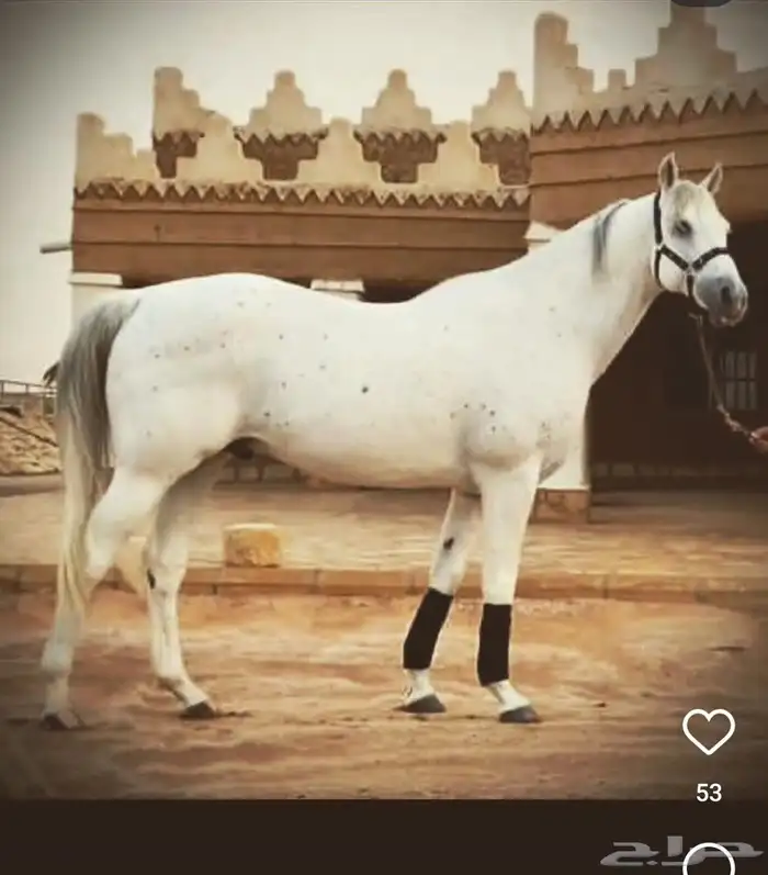 مهره واهو جزيريه 1