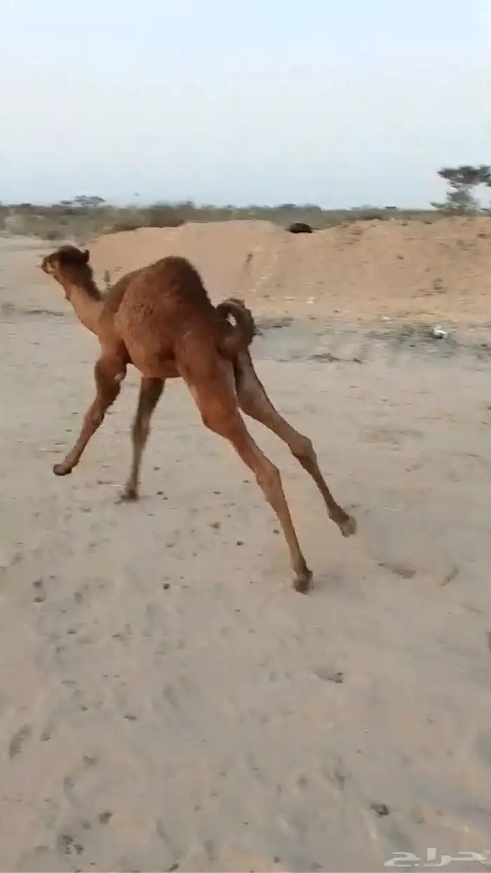 خلفه مصغر 3