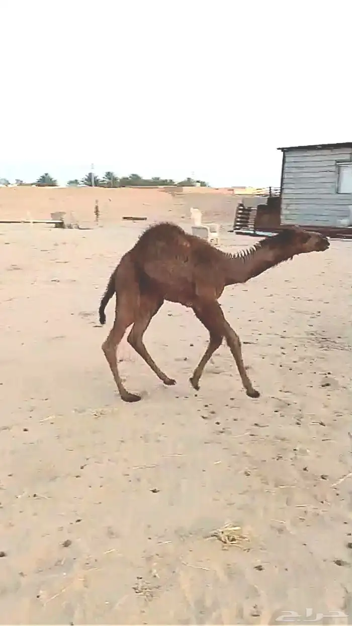 خلفه مصغر 2