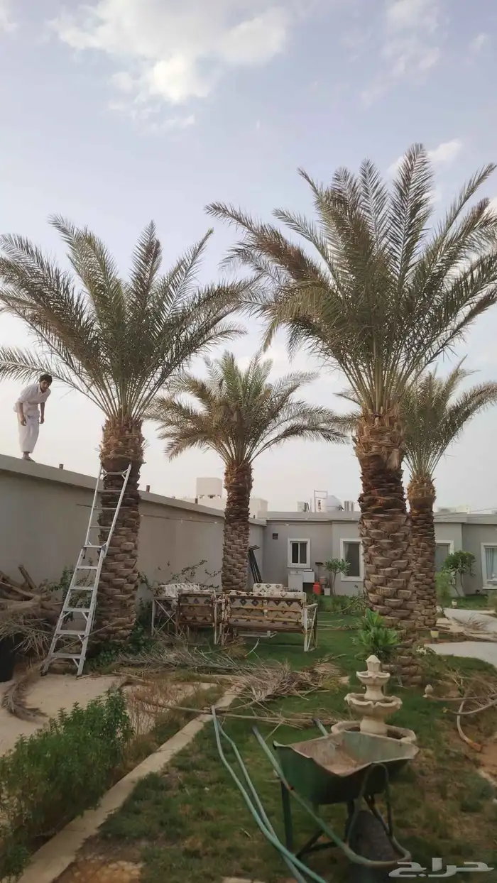 نخيل عربي واشنطني توصيل وزراعه 1