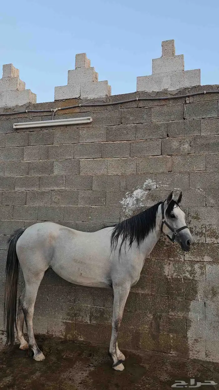 مهره واهو جزيريه 3