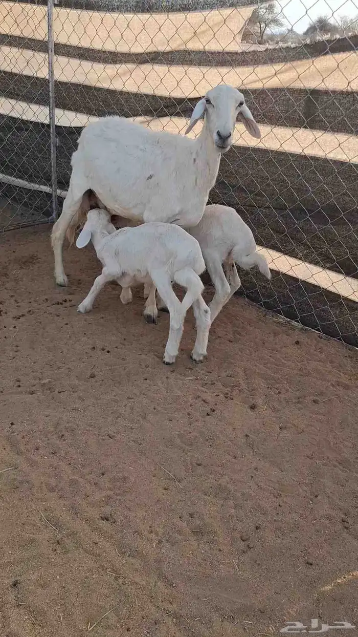 شاتين كفو للبيع رباع عليها رخل وحده عليها خروفين للبيع 3