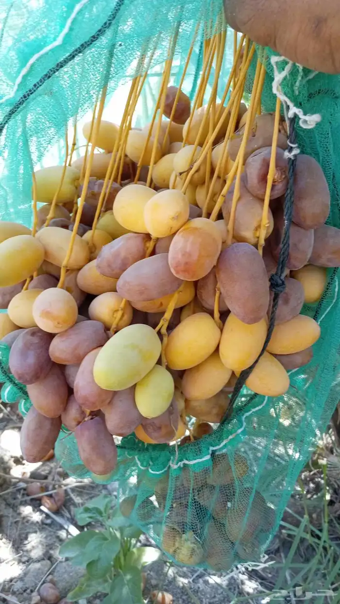 توريد قلع غرس عنيزه بريده وضواحيها 2