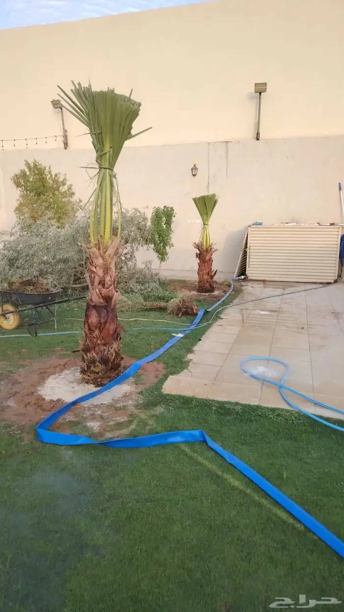 نخيل عربي واشنطني توصيل وزراعه 7