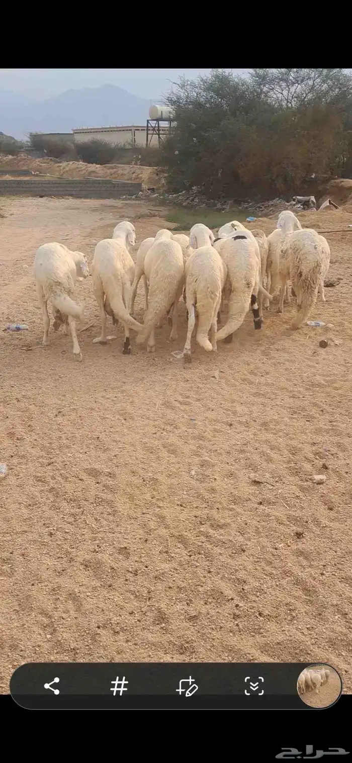 للبيع طليان سواكن جذعان ومقفله شحم 2
