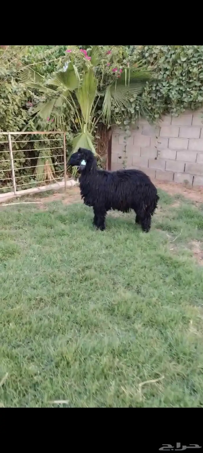 جذعه عربيه فاخره مقنوي ولا ذبح 0