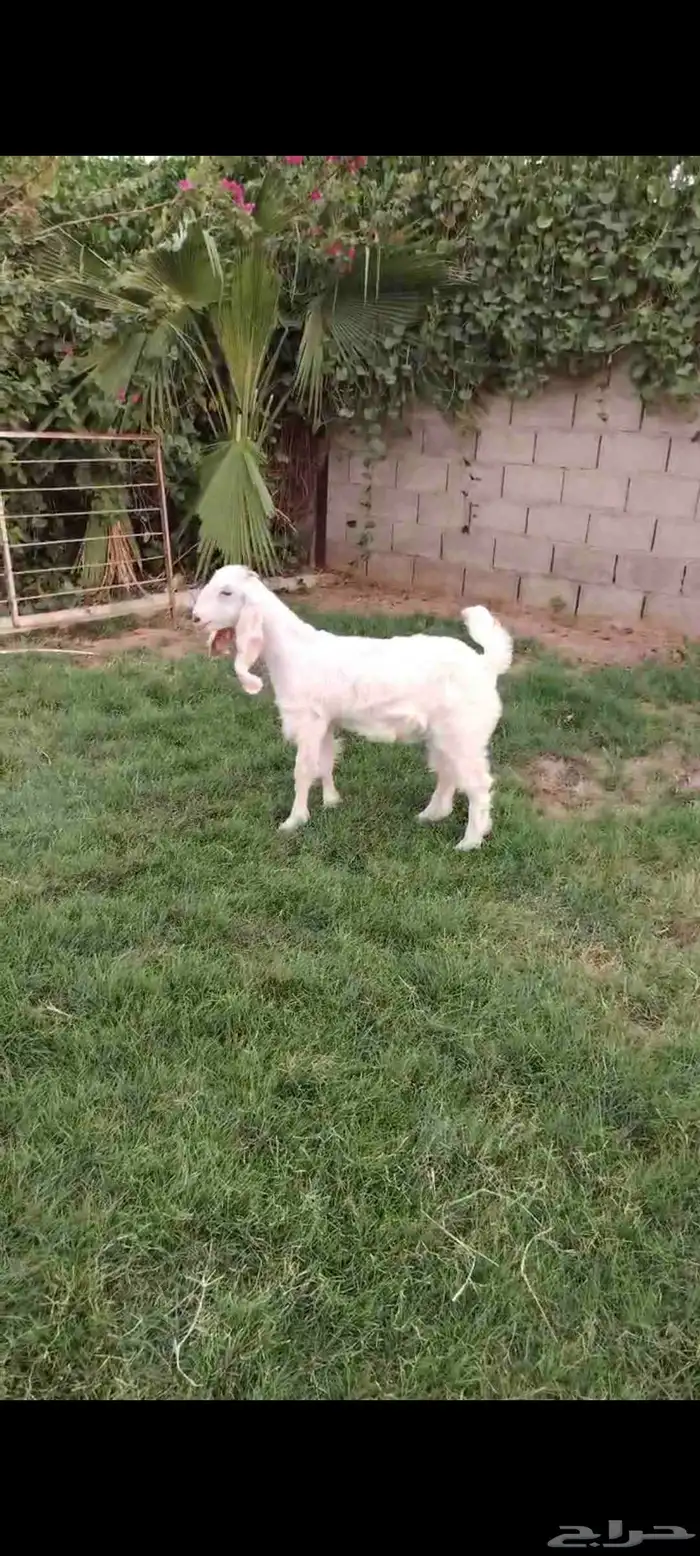 جفره عارضيه بيضاء مقنوي 0