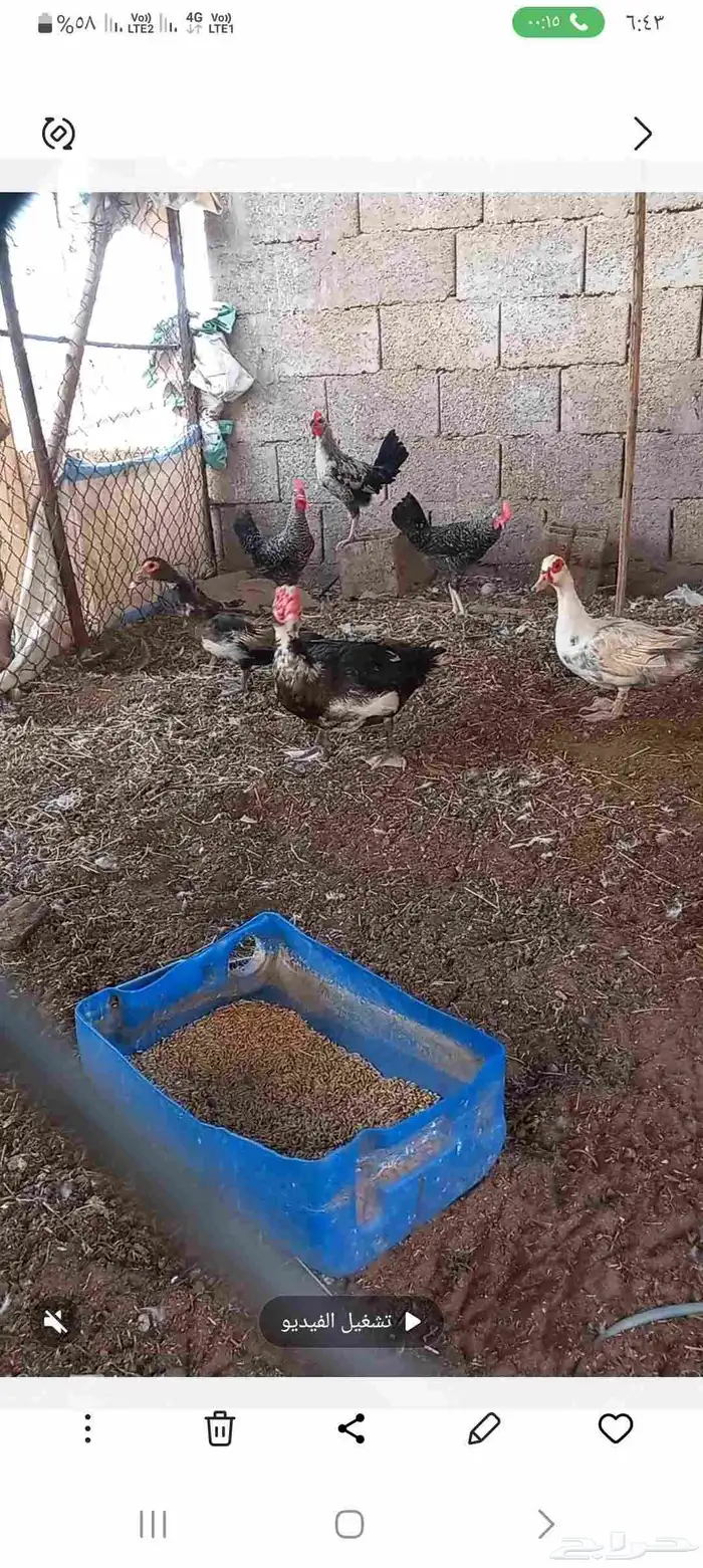 بط بح 0