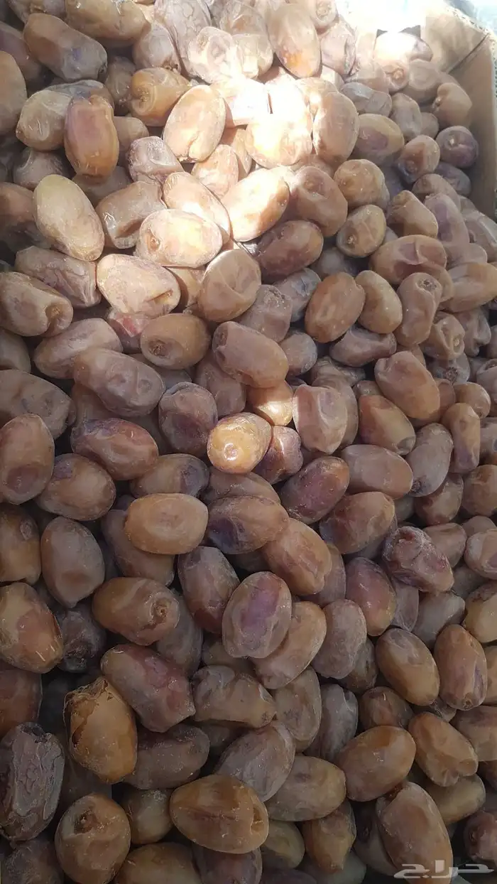تمور إخلاص اشقر للبيع 3