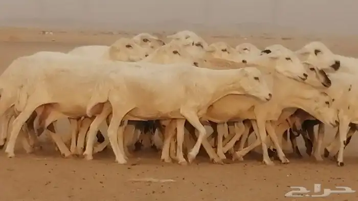 غنم رفيديات وميديات مراح دفيع عددها 20 راس 4