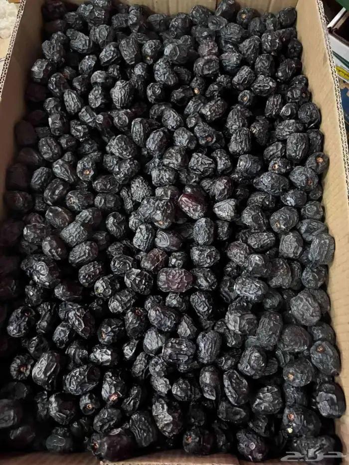 نعرض لكم عجوه ومجدول 0