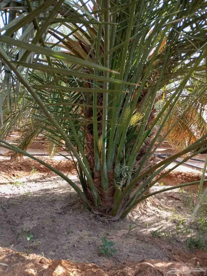 يوجد لدينا نخل عربي واشنطن جميع انواع النخل والمقاسات 6