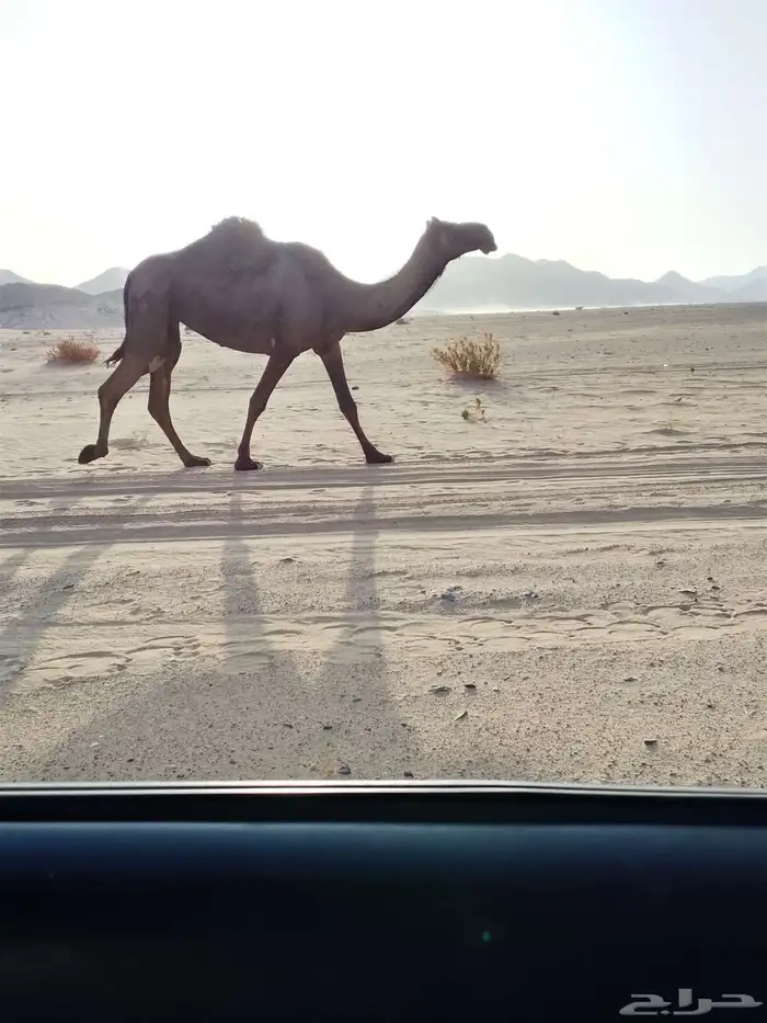 ناقه للبيع كفوو 2