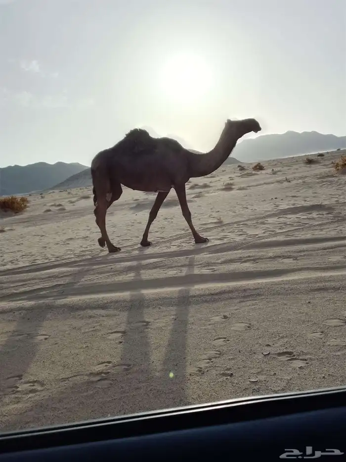 ناقه للبيع كفوو 0