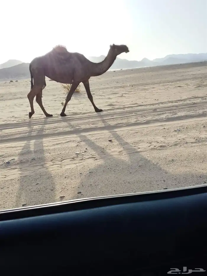 ناقه للبيع كفوو 1