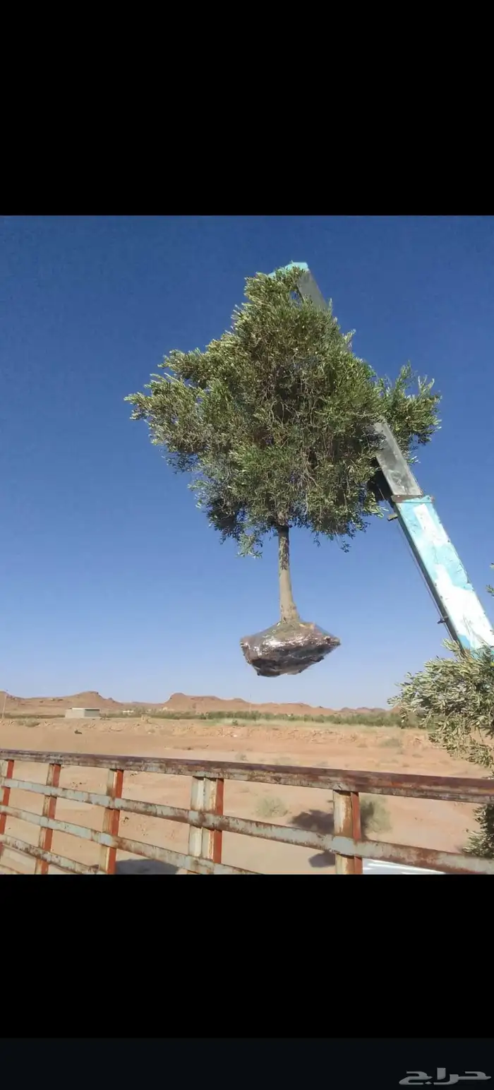 سلام عليكم ورحمة الله وبركاته يوجد لدينا جميع انواع الأشجار 3