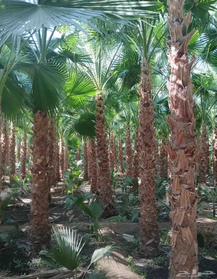 نخل واشنطونيا بجميع المقاسات 0