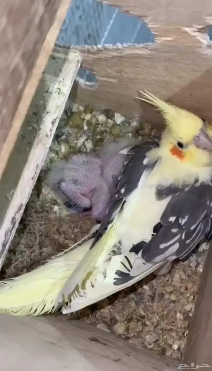 انثى ببغاء كروان منتجه ( تم البيع ) 0