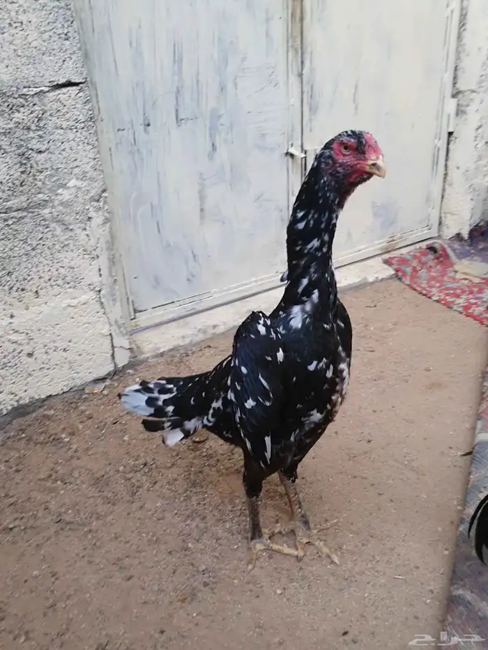 شامو الماني 1