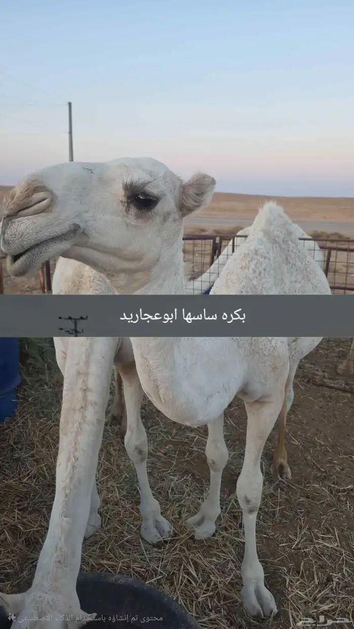 بكرة مقنوي ساسها ابوعجاريد موقع الزلفي 3