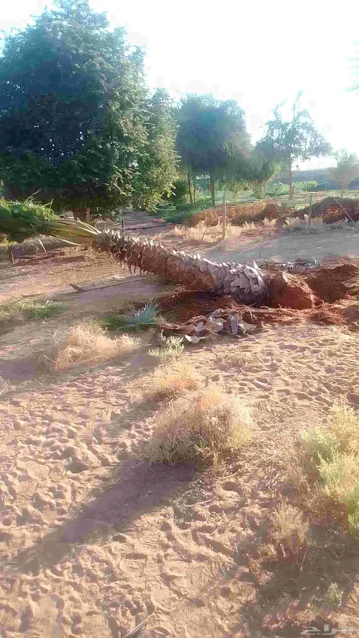 معلم النخيل قشع ر ز 0