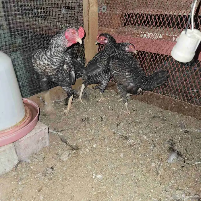طقم دجاج فايتر قزم تم البيع 3