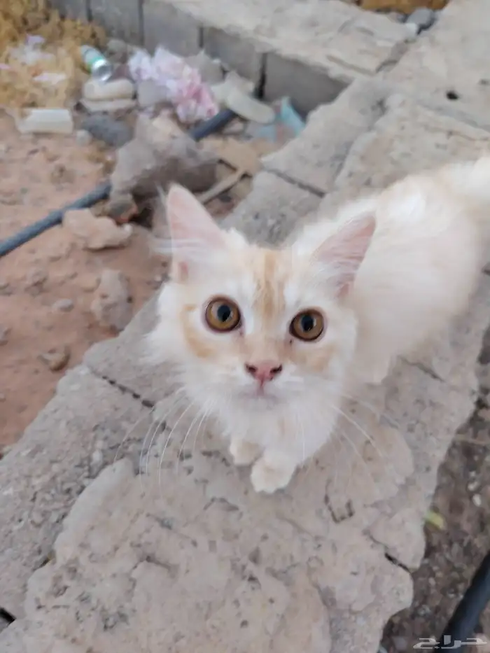 بسه الايف يجي معه قفص حقت اكل النوع ذكر 1