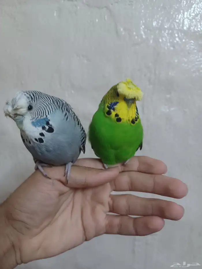 جوز باجي 1