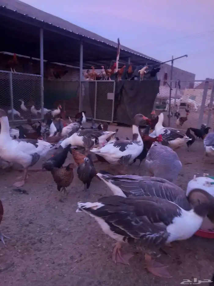 وز بلدي منتج عدد 19 حبه 1