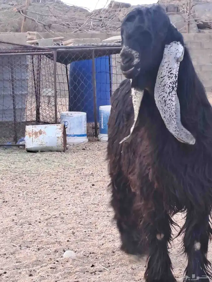 تيس عارضي خصم السن تو طلعت ثناياه 0