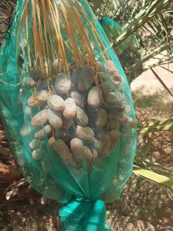 سلام عليكم ورحمة الله يتوفر لدين تمر للبيع حبه طيبه ا 1