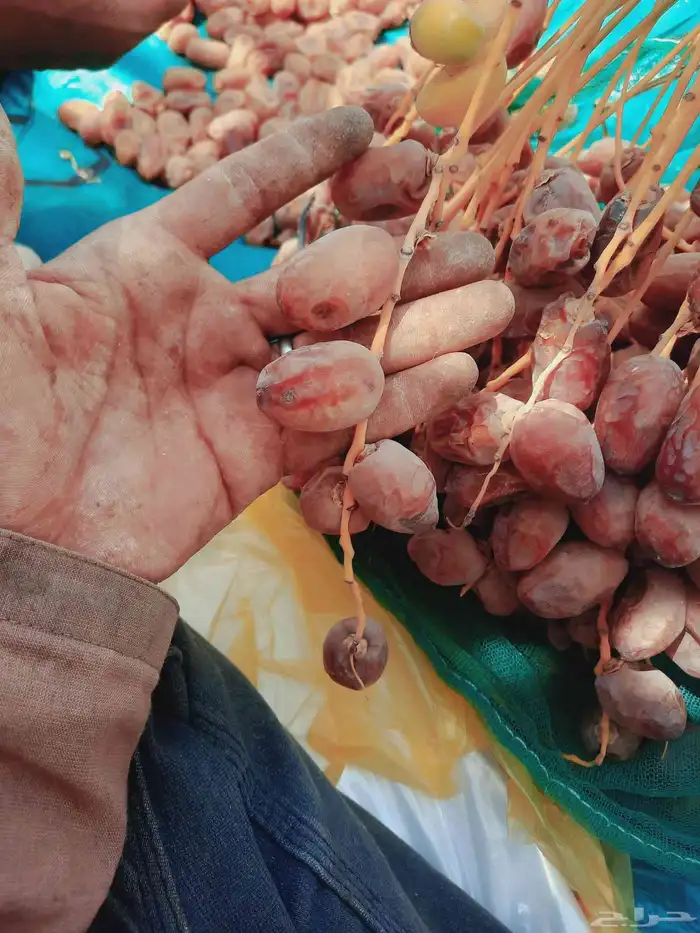 سلام عليكم ورحمة الله يتوفر لدين تمر للبيع حبه طيبه ا 2