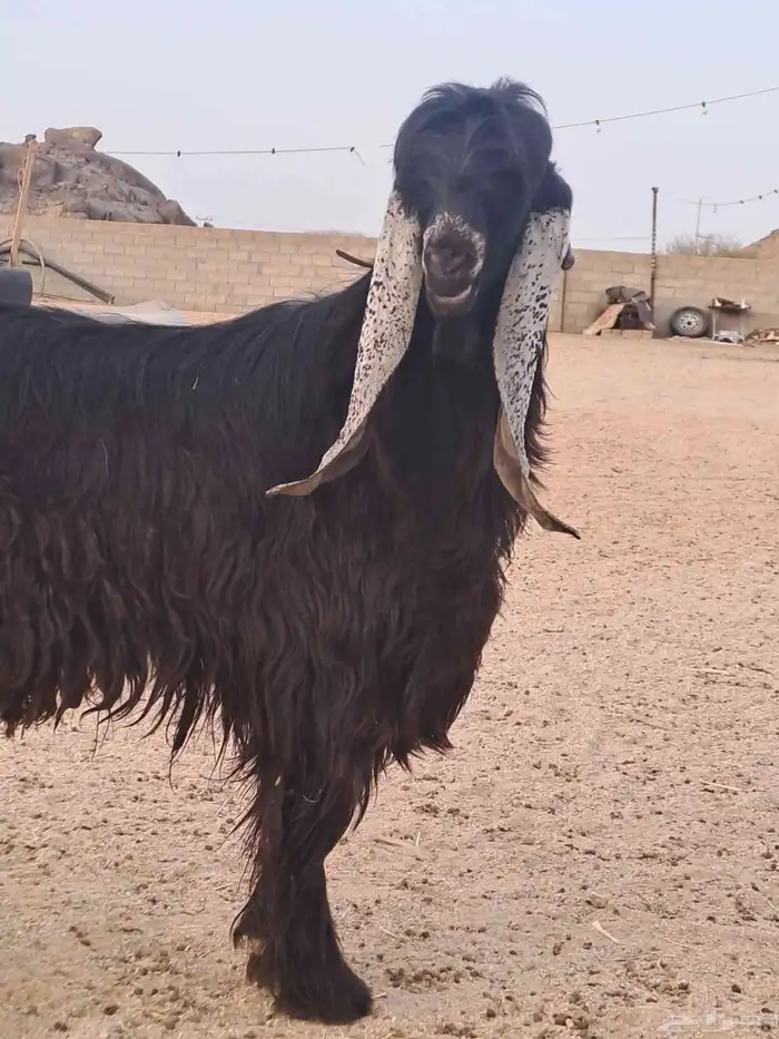 تيس عارضي خصم السن تو طلعت ثناياه 1