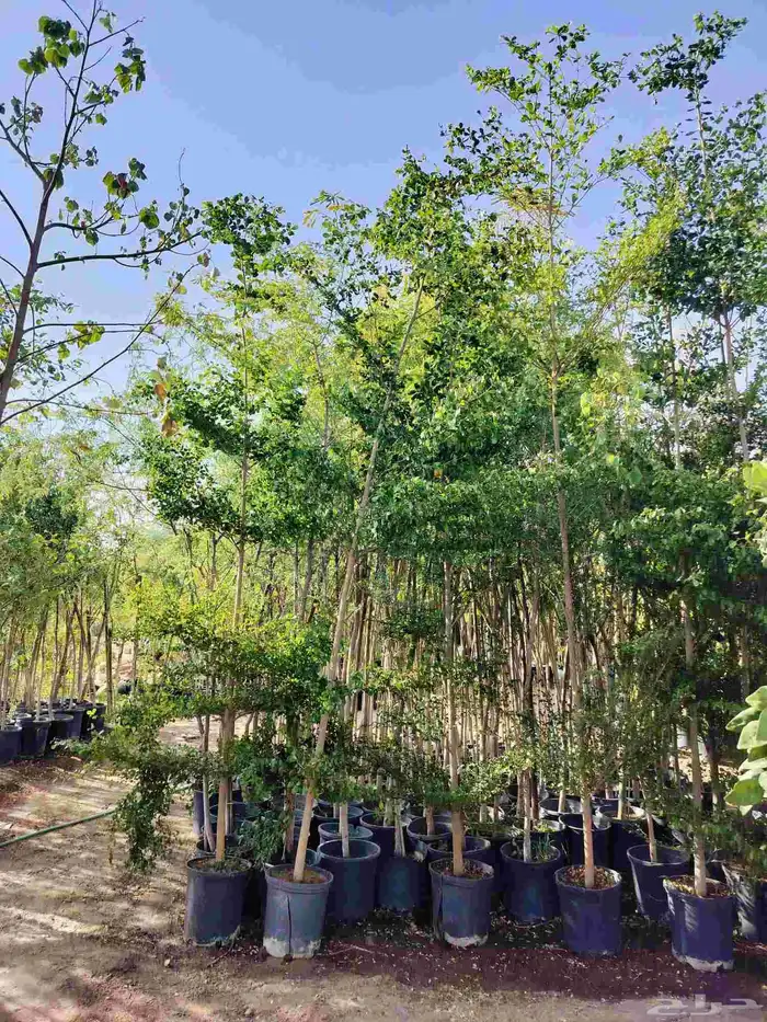 نحن نقوم بتوريد جميع انواع الشجاربسعر المناسب 4