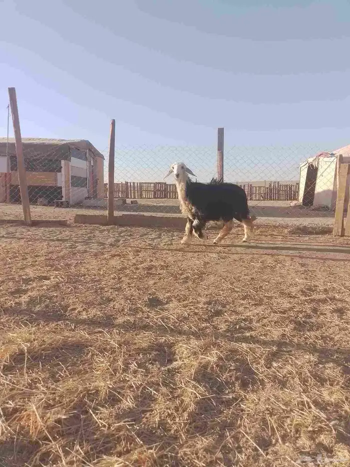 رخل ناجديه طيبه بريه 0