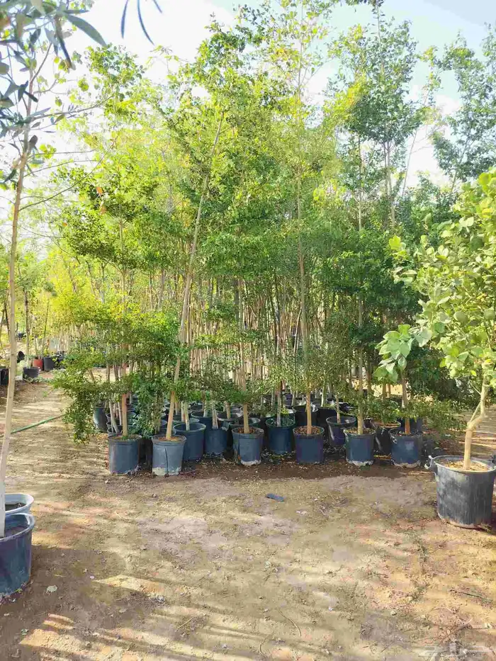 نحن نقوم بتوريد جميع انواع الشجاربسعر المناسب 3