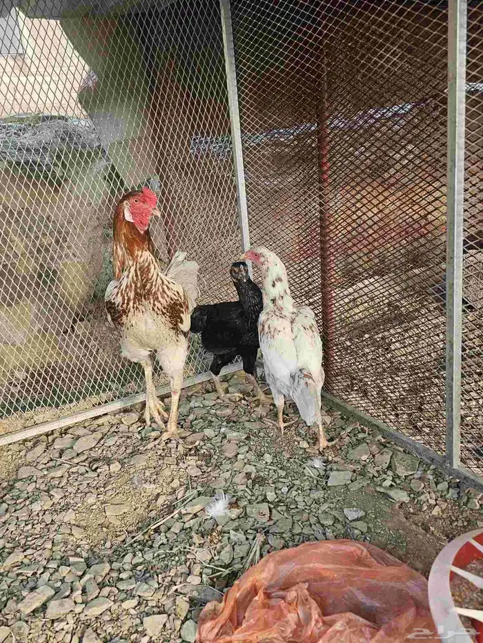 دجاج باكستاني 5
