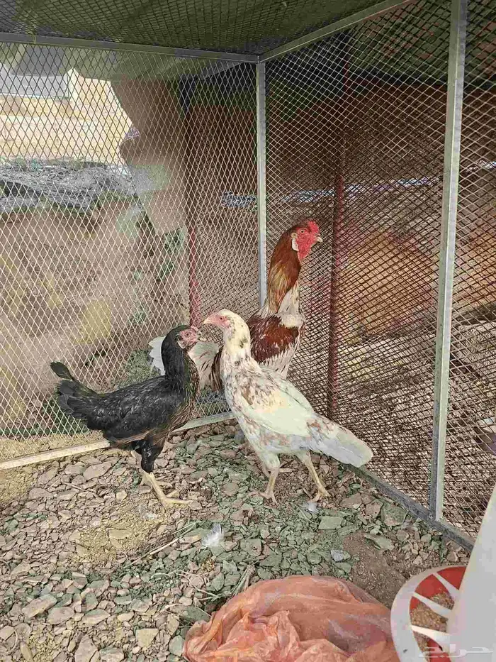 دجاج باكستاني 2