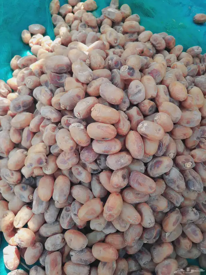 سلام عليكم ورحمة الله يتوفر لدين تمر للبيع حبه طيبه ا 3