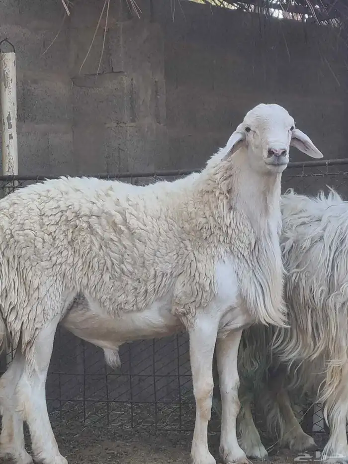 فحل حري صنف فاخر للبيع 2