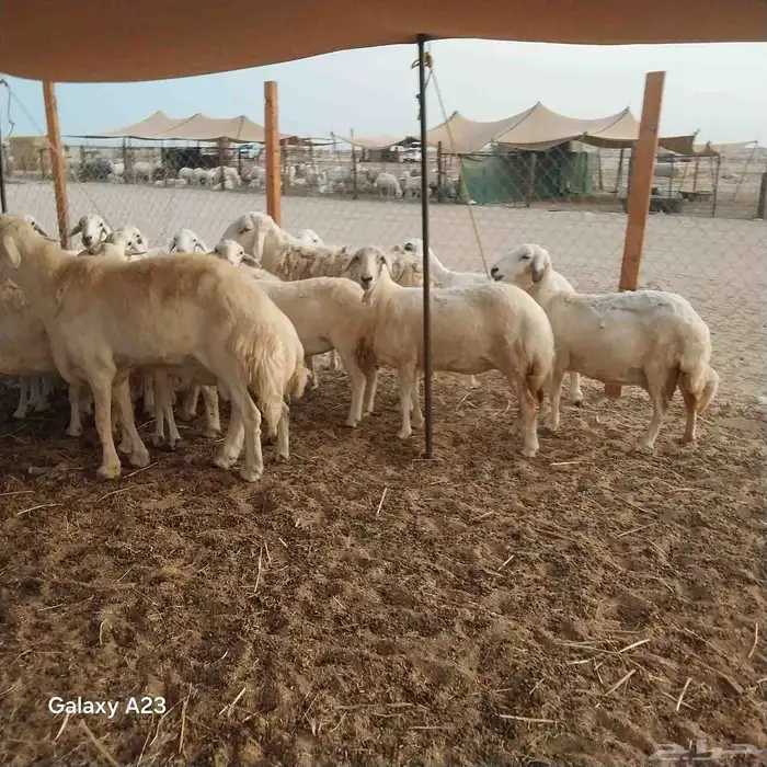 أعرض لكم غنم حريات جنب دفيع شرط ومضاريع شرط ومفصل 6