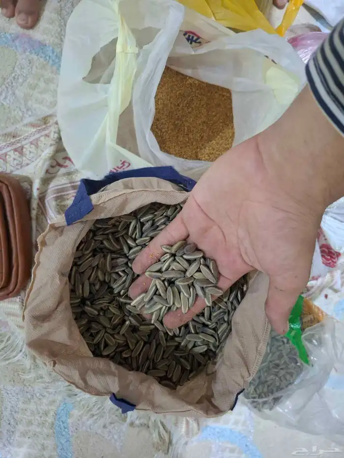 متوفر بذور بنسيانا حمراء حق السنه هذه مره جديده 1
