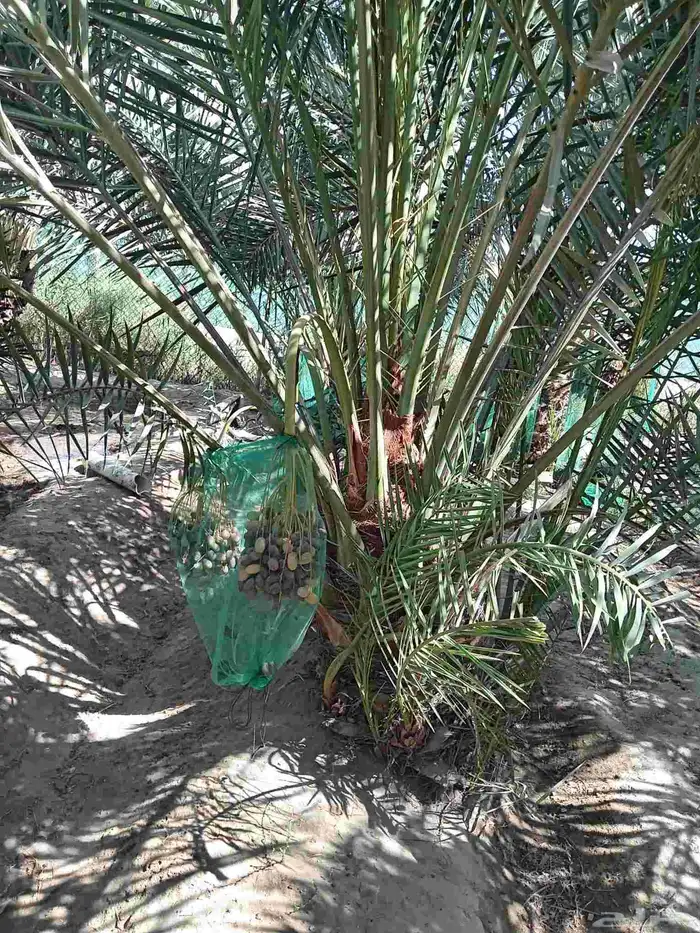 ابوياسين لبيع جميع انواع النخيل البلدي والواشنطن والفسيل 3