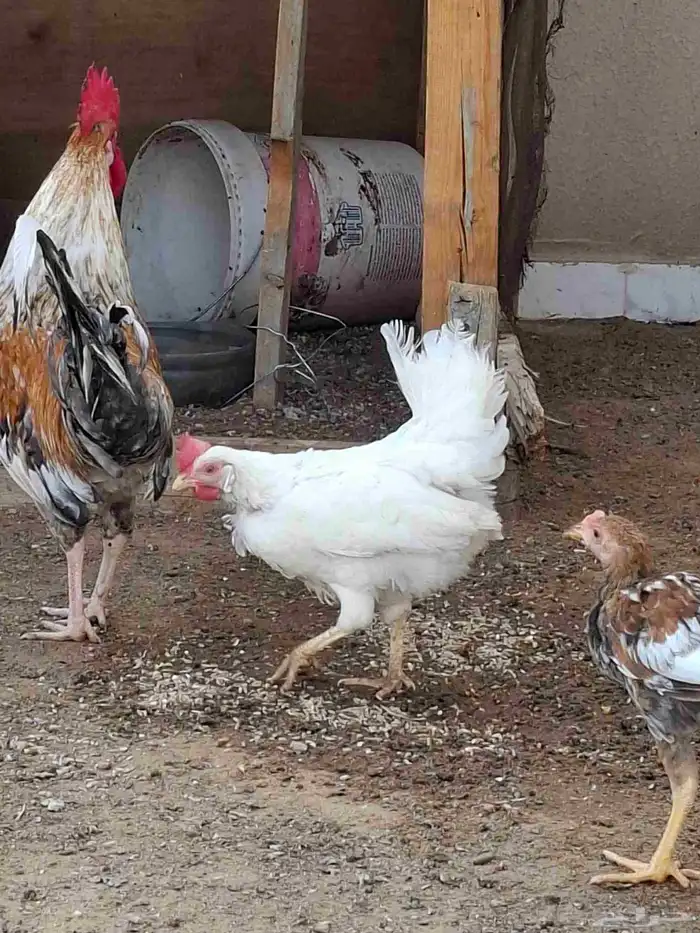 3 دجاج وديك بلديه للبيع 1
