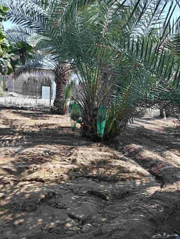 ابوياسين لبيع جميع انواع النخيل البلدي والواشنطن والفسيل 5