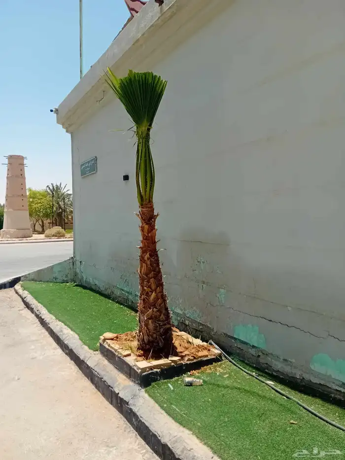 توريد جميع أنواع النخيل توصيل جميع انحا المملكه 6